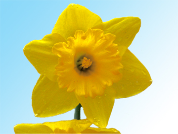A daffodil near Dorman Hall, home of MGEL