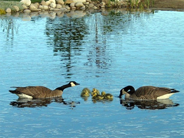 Geese and goslings - Photo by Karen Schmader