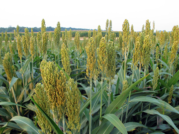 sorghum.jpg