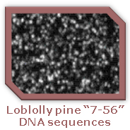 DNA Sequences