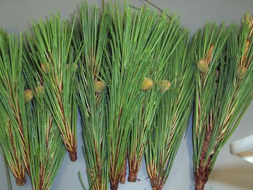 Loblolly pine genotype 7-56