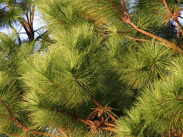 Pinus taeda (loblolly pine)